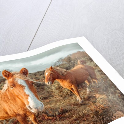 Horses in forest by Assaf Frank